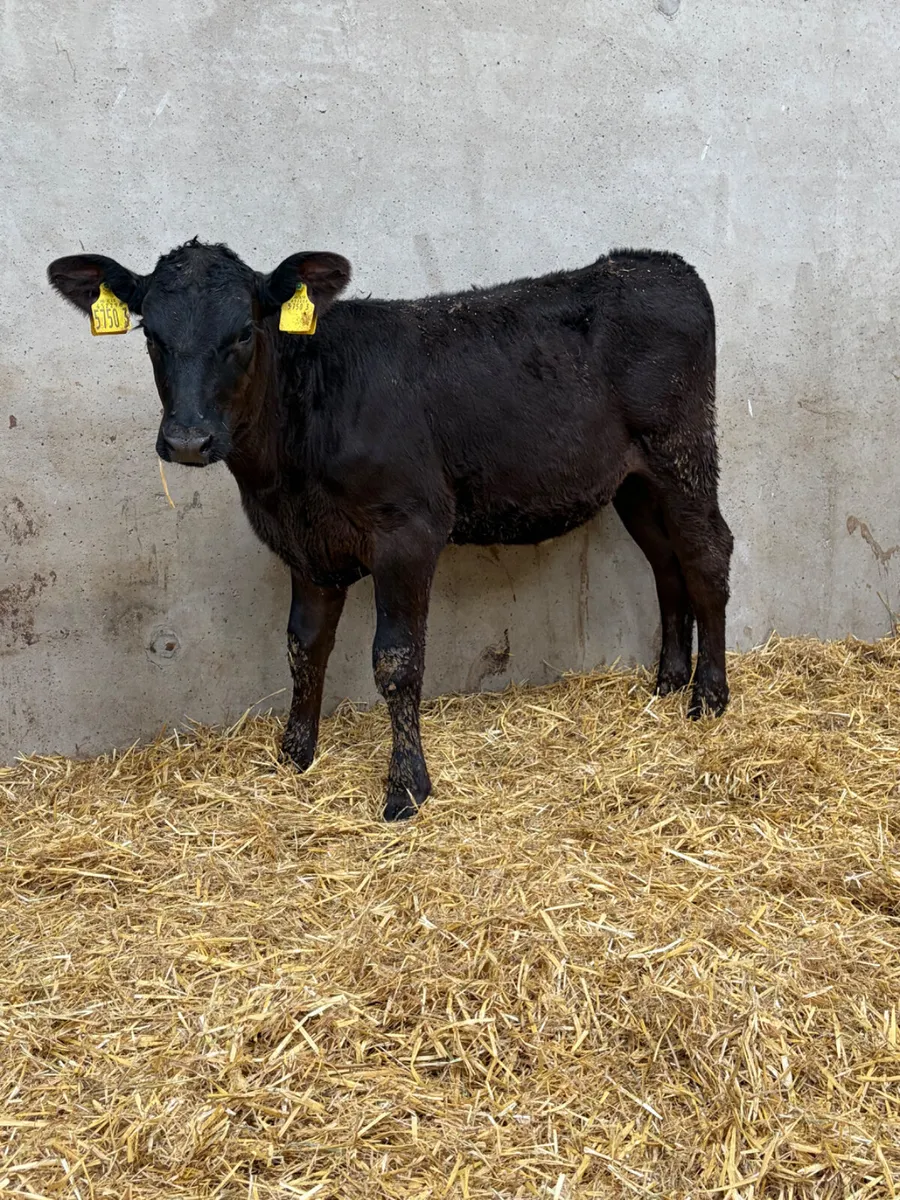 2 Reared Angus Heifers - Image 2