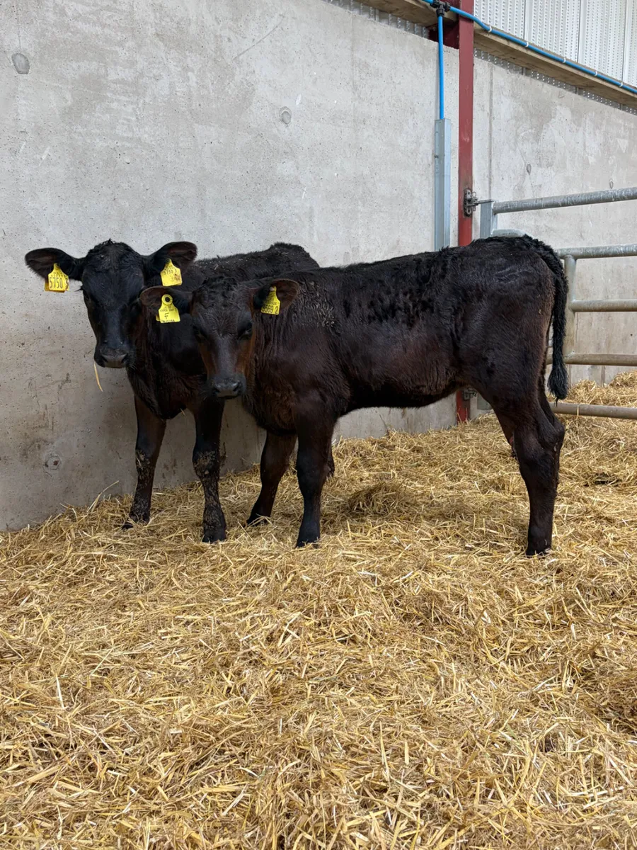 2 Reared Angus Heifers - Image 1