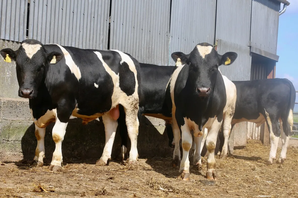 British Friesian Bulls - Image 1