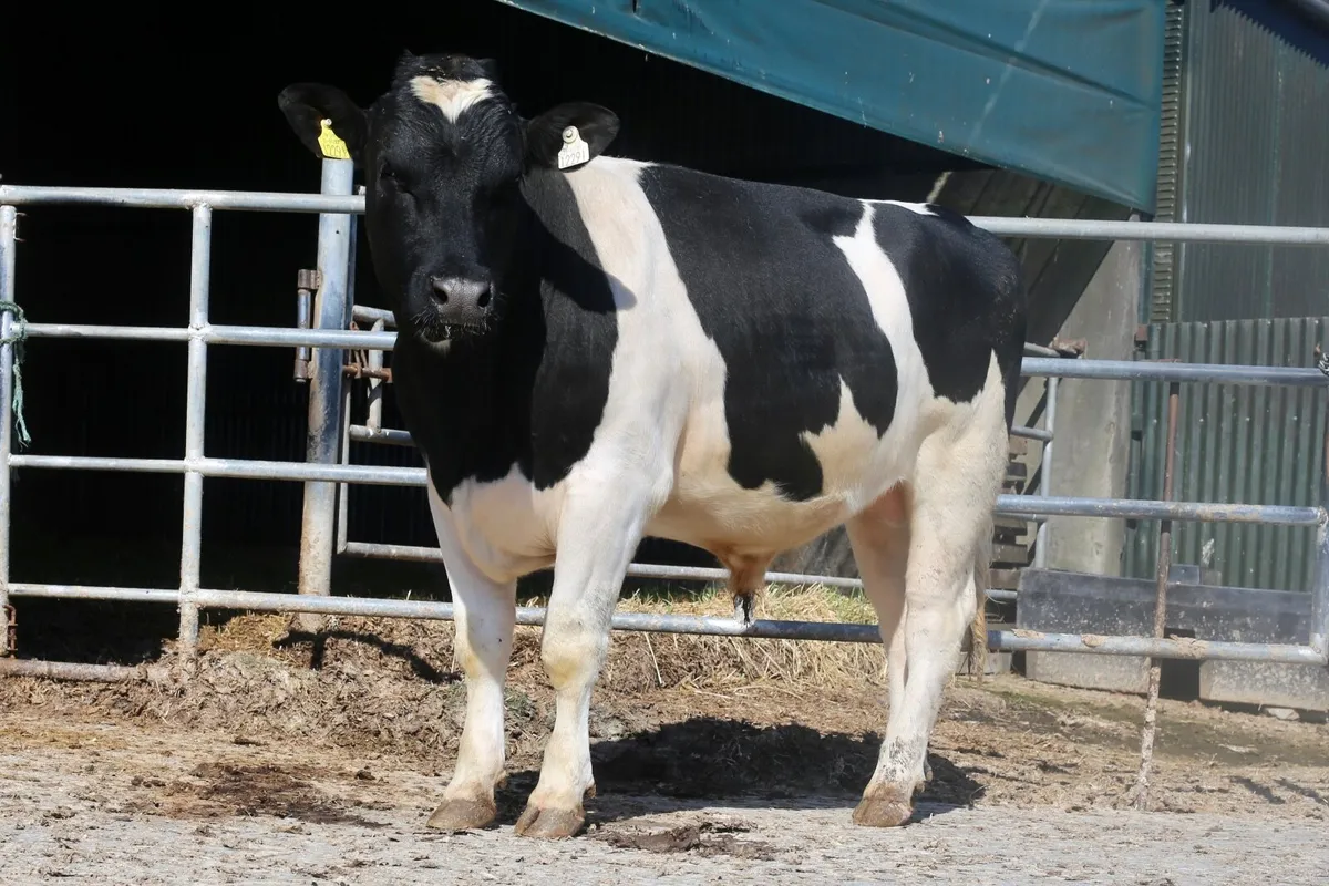 British Friesian Bulls - Image 2