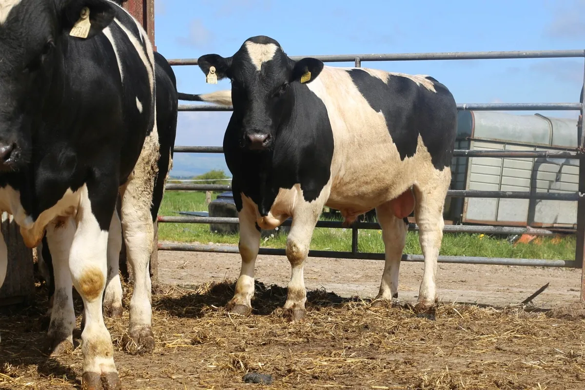British Friesian Bulls - Image 3