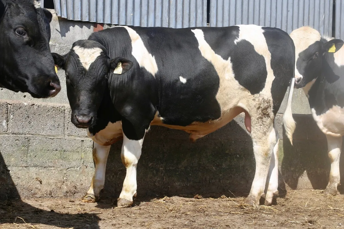 British Friesian Bulls - Image 4