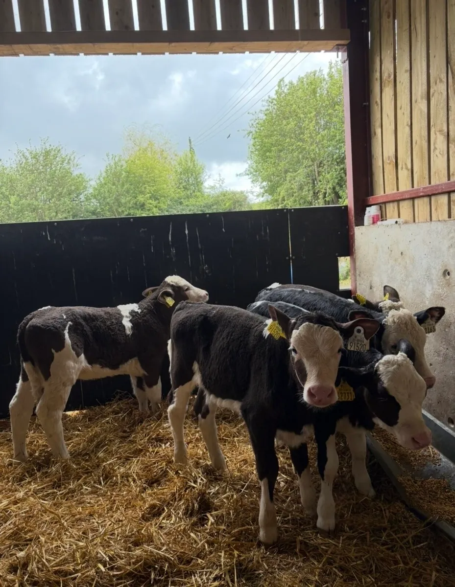 12 smashing 4-6 week old heifer calves - Image 1