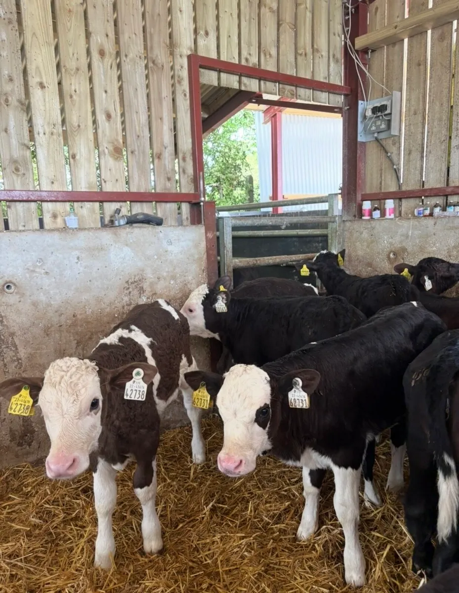 12 smashing 4-6 week old heifer calves - Image 2