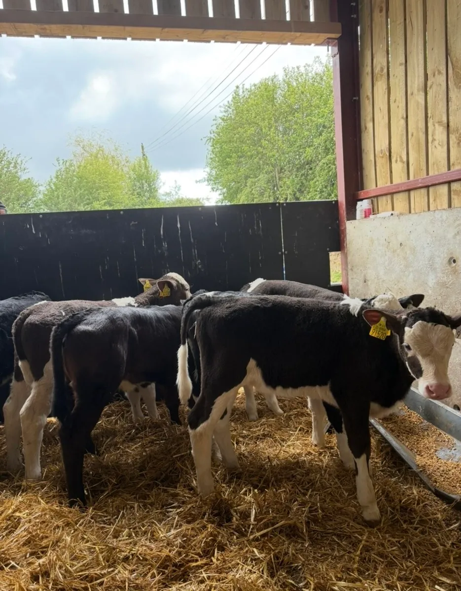 12 smashing 4-6 week old heifer calves - Image 3