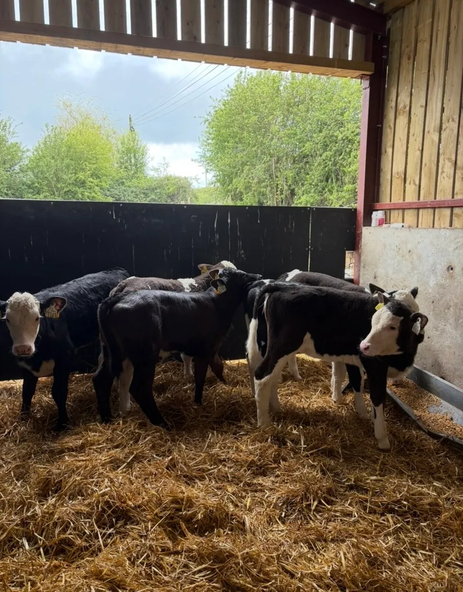 12 smashing 4-6 week old heifer calves - Image 4