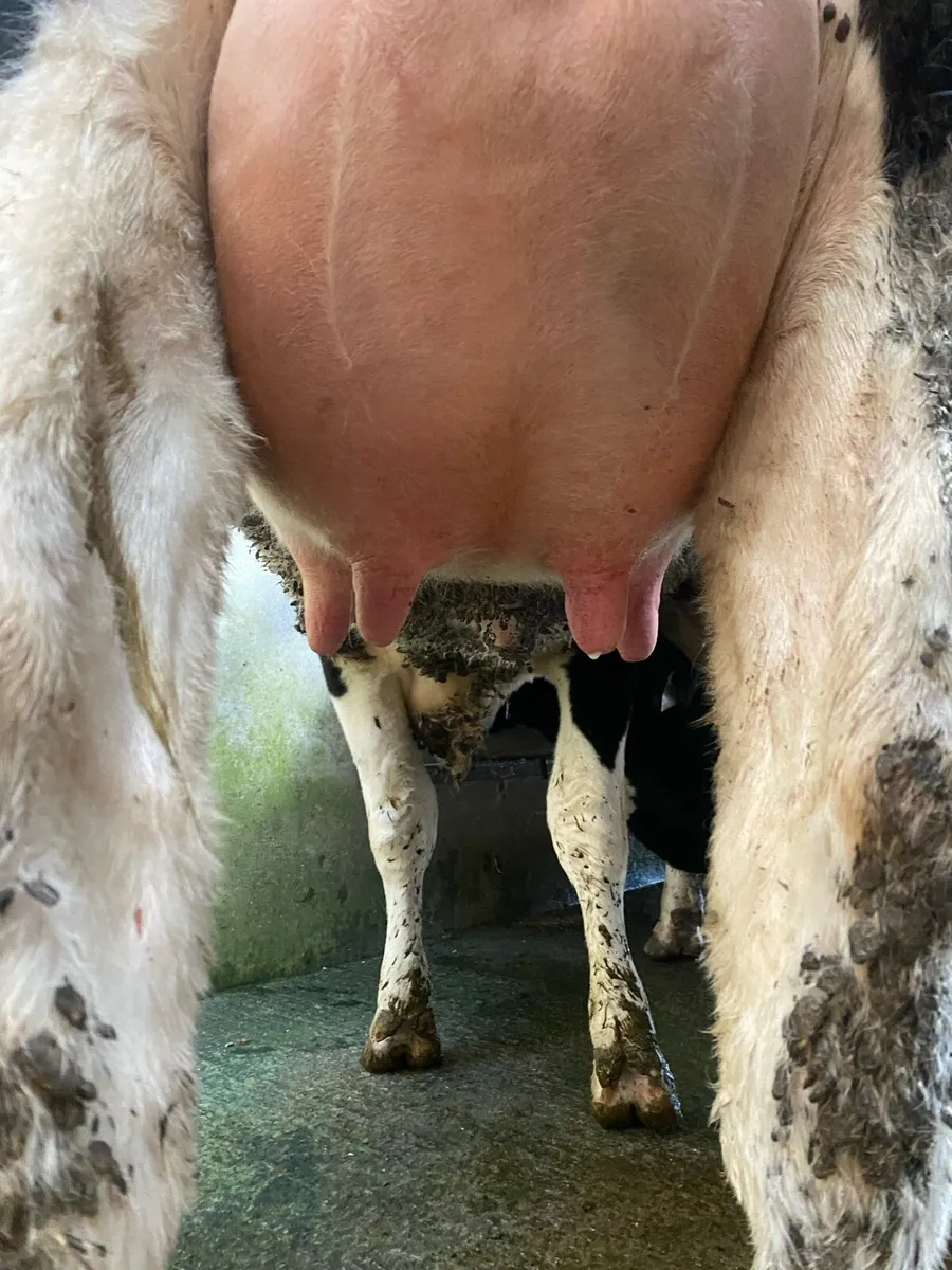 FR heifer - Image 4