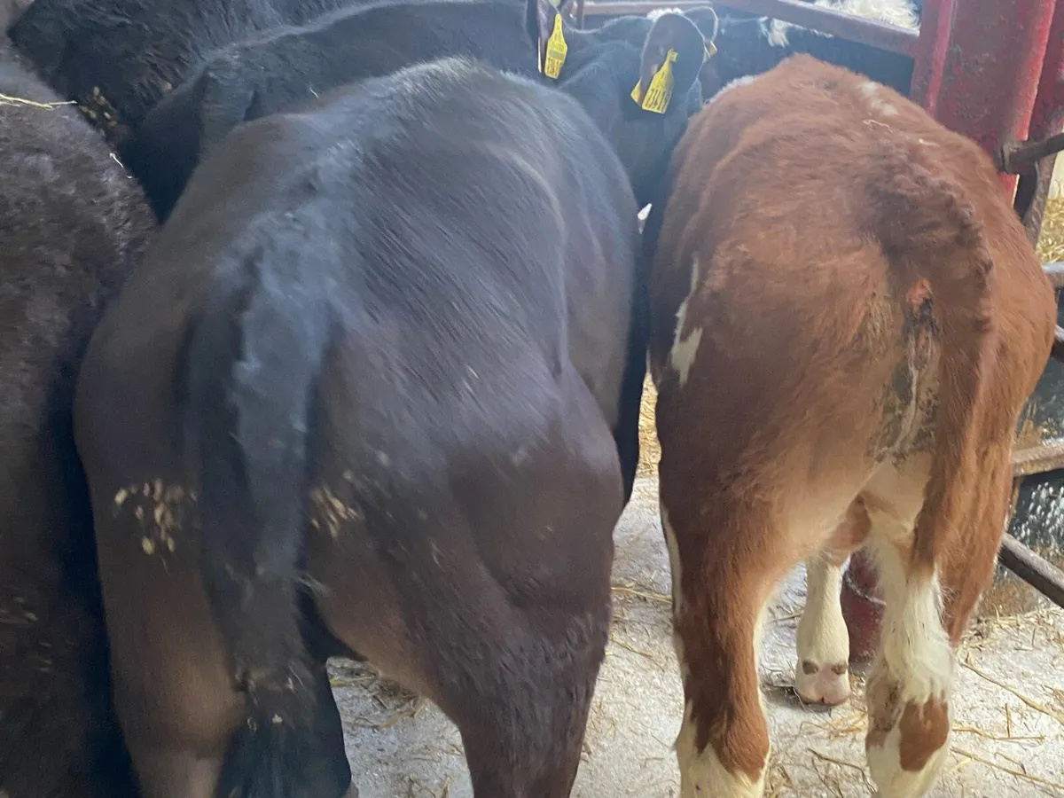 10 Reared Bull And Heifer Calves - Image 4
