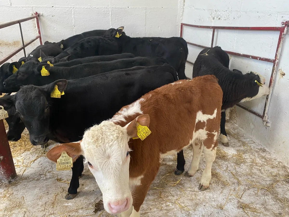 10 Reared Bull And Heifer Calves - Image 1