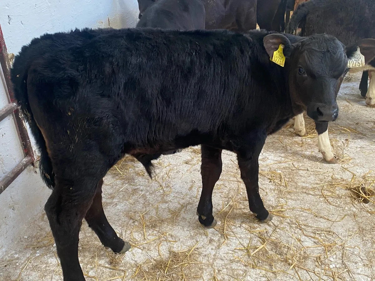 10 Reared Bull And Heifer Calves - Image 2