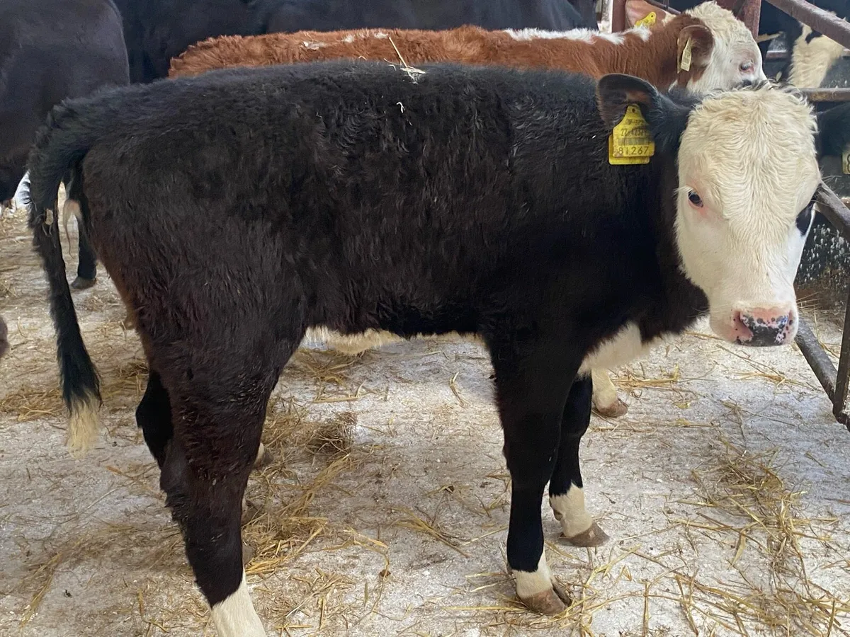 10 Reared Bull And Heifer Calves - Image 3