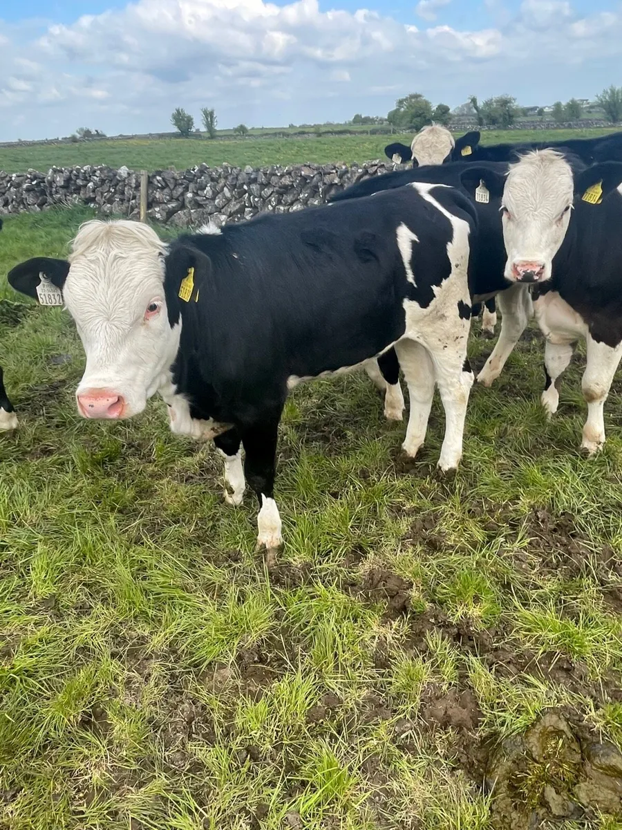 Replacement Heifer Weanlings Castlerea mart 30/04 - Image 1