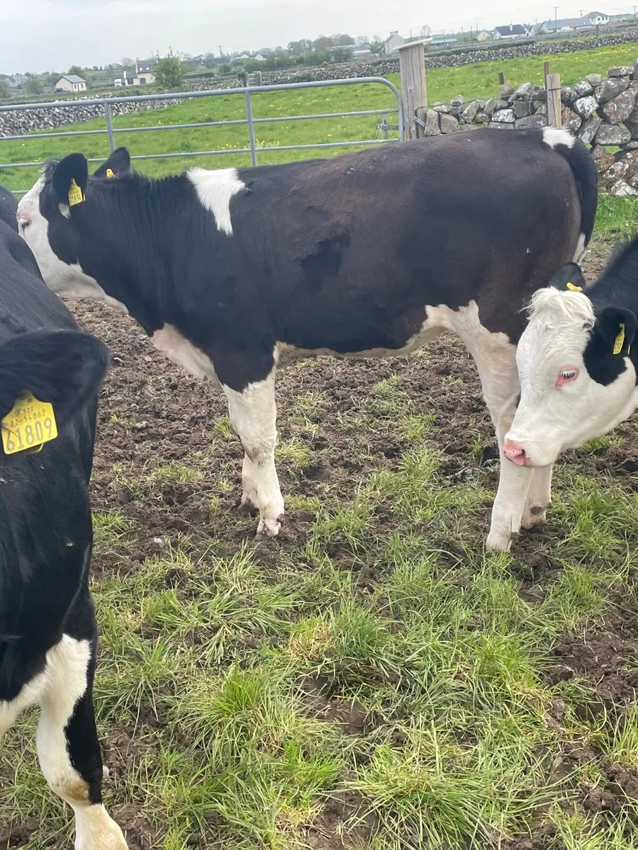 Replacement Heifer Weanlings Castlerea mart 30/04 - Image 2