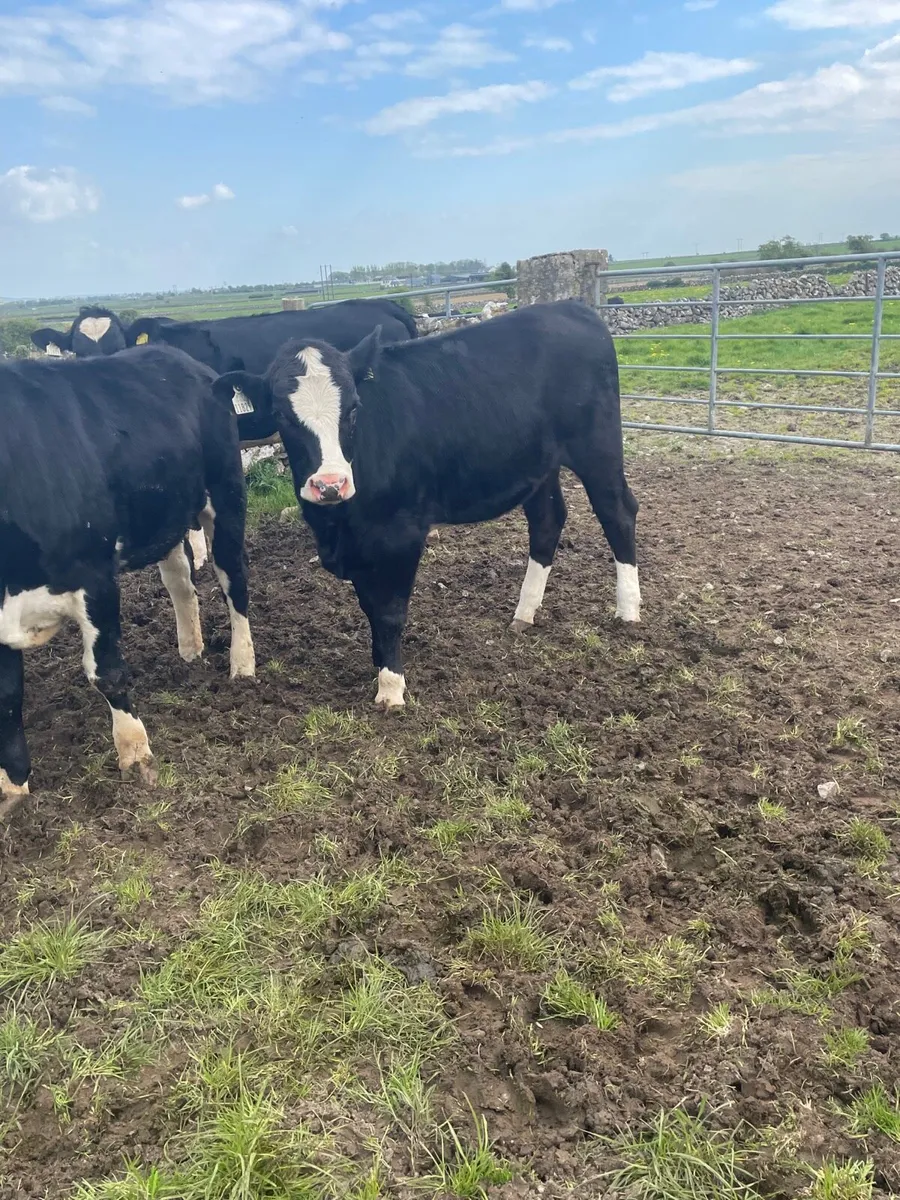 Replacement Heifer Weanlings Castlerea mart 30/04 - Image 3