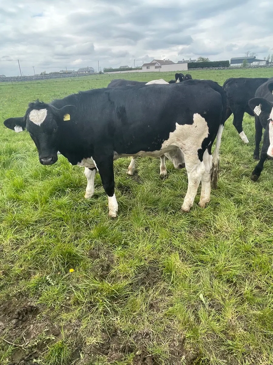 Replacement Heifer Weanlings Castlerea mart 30/04 - Image 4