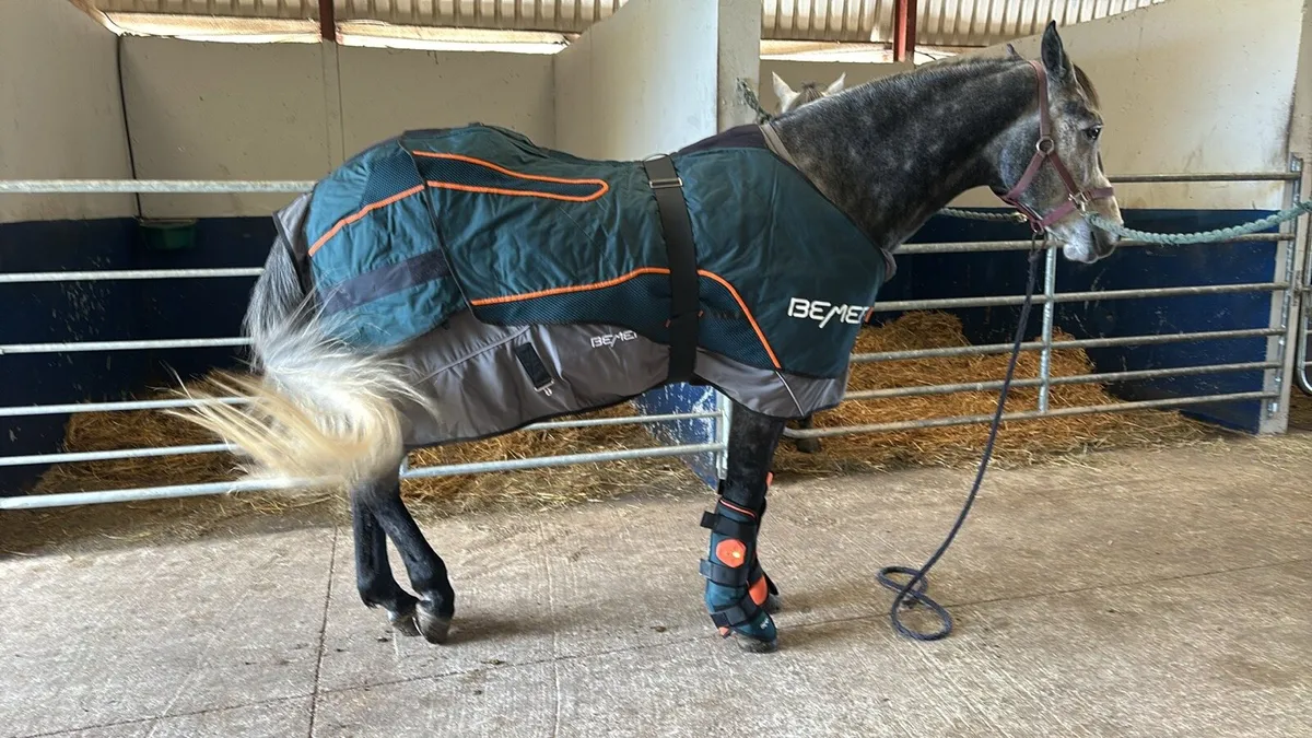 BEMER Horse set hire - Image 1