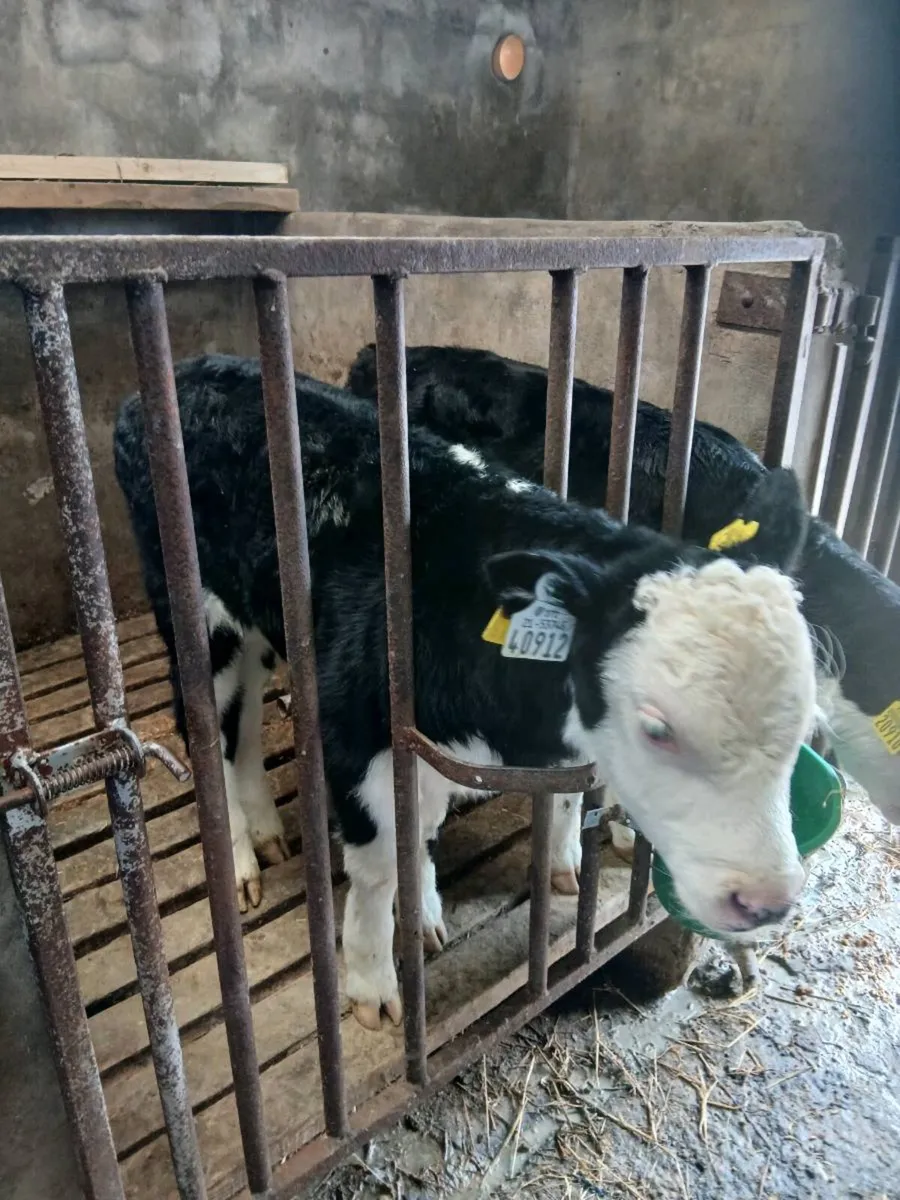 Suck calves - Image 1