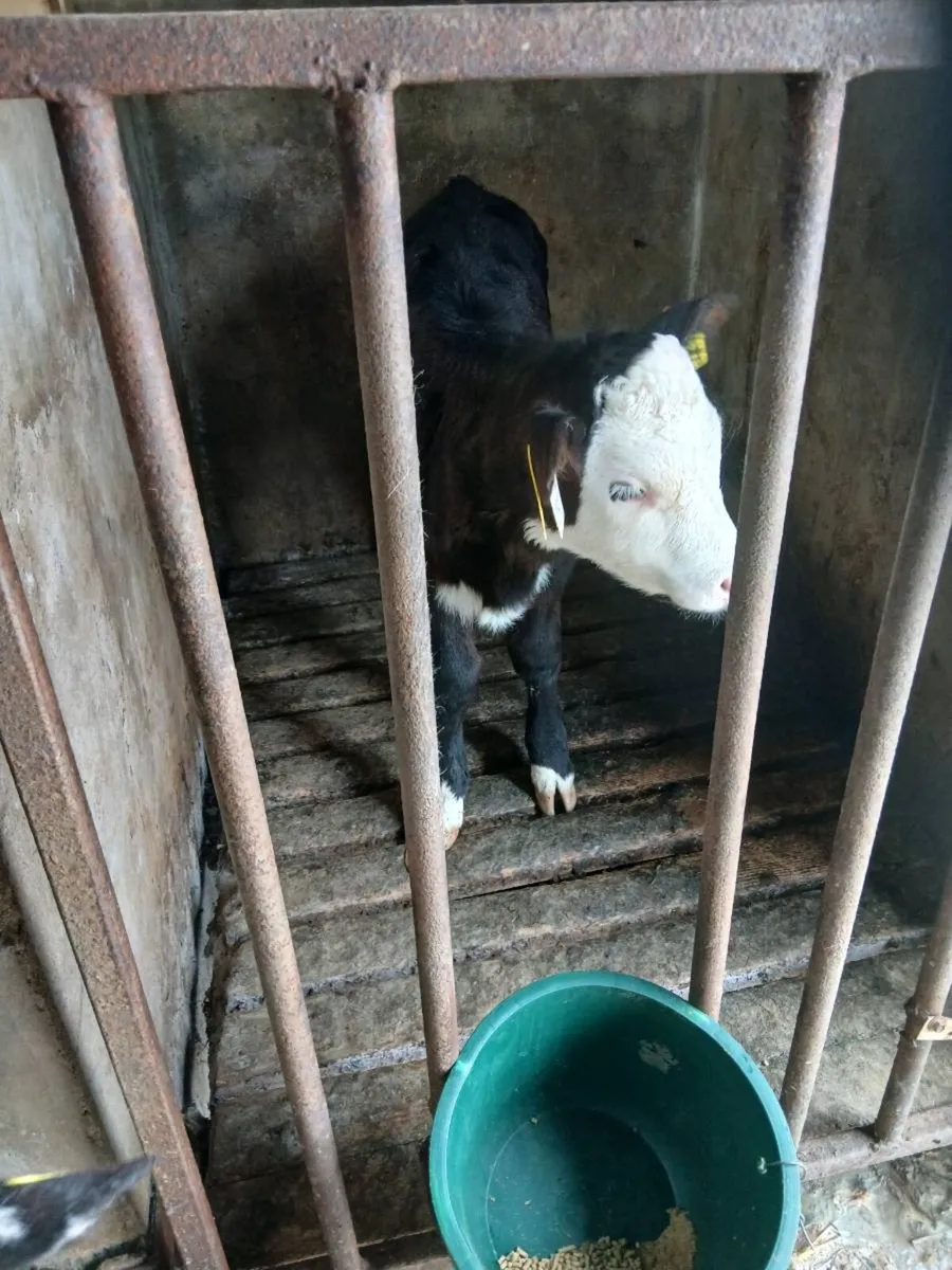 Suck calves - Image 2