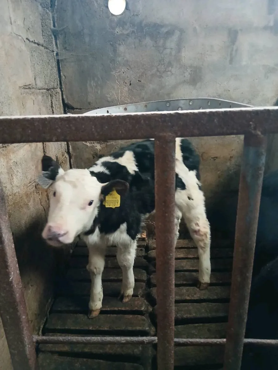 Suck calves - Image 3