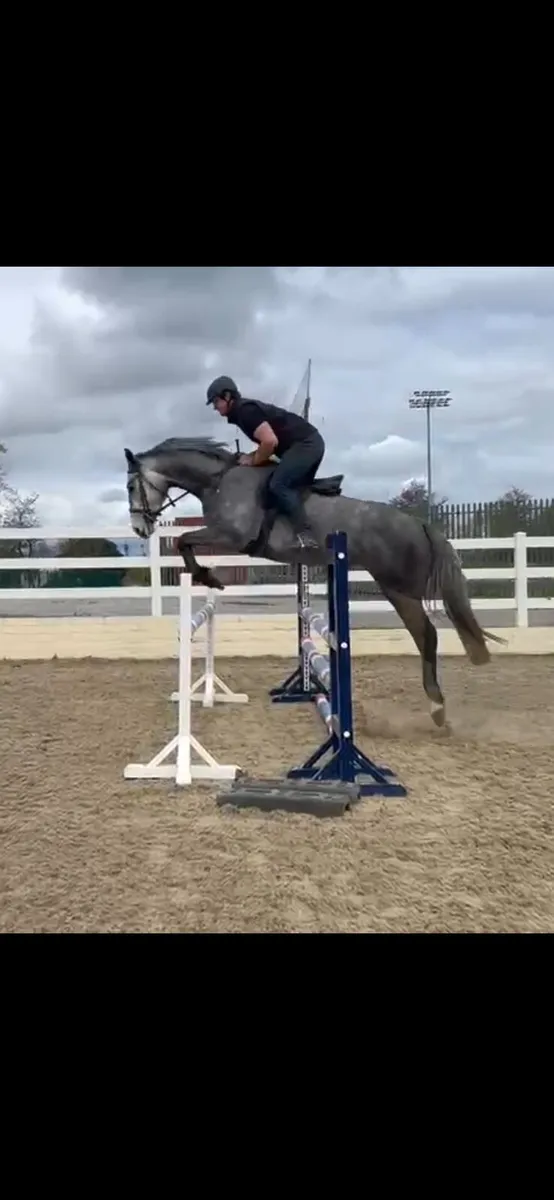 Lot 335 5yo mare - Image 2