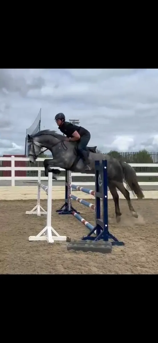 Lot 335 5yo mare - Image 1