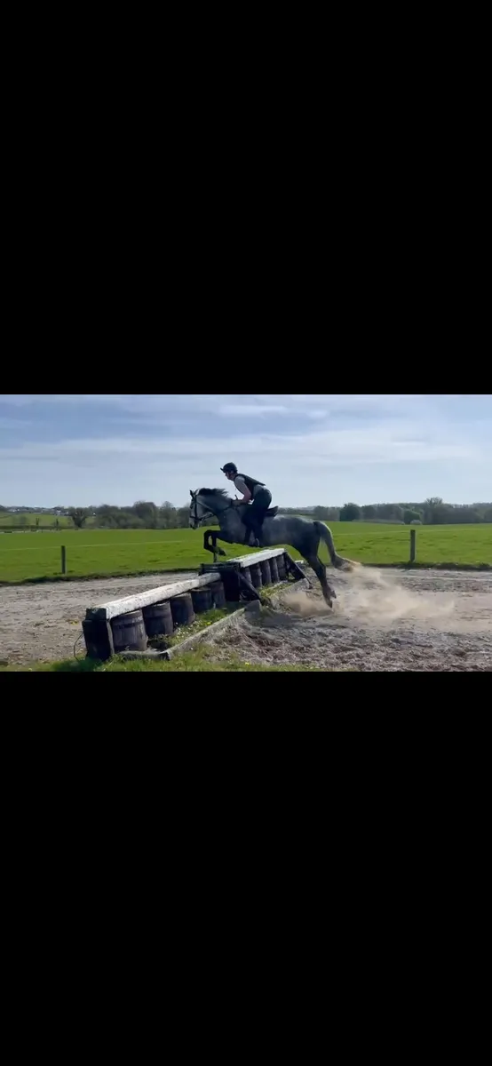 Lot 335 5yo mare - Image 4