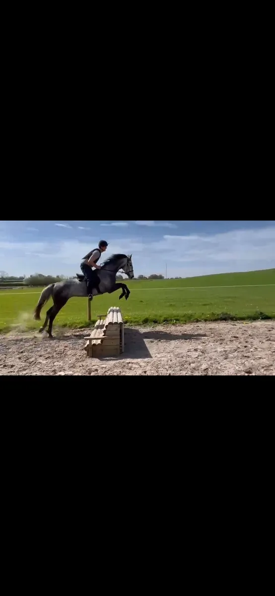 Lot 335 5yo mare - Image 3