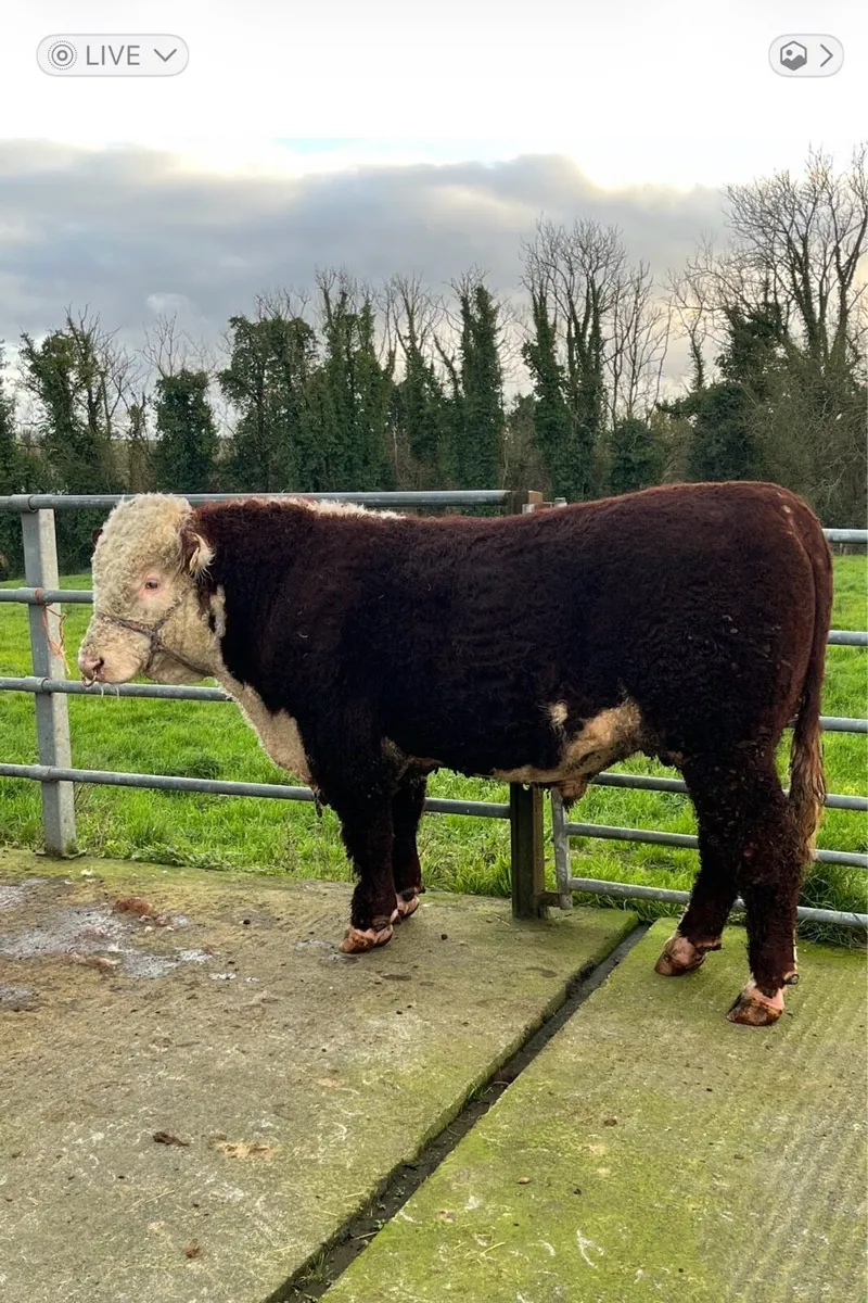Hereford Bulls - Image 1