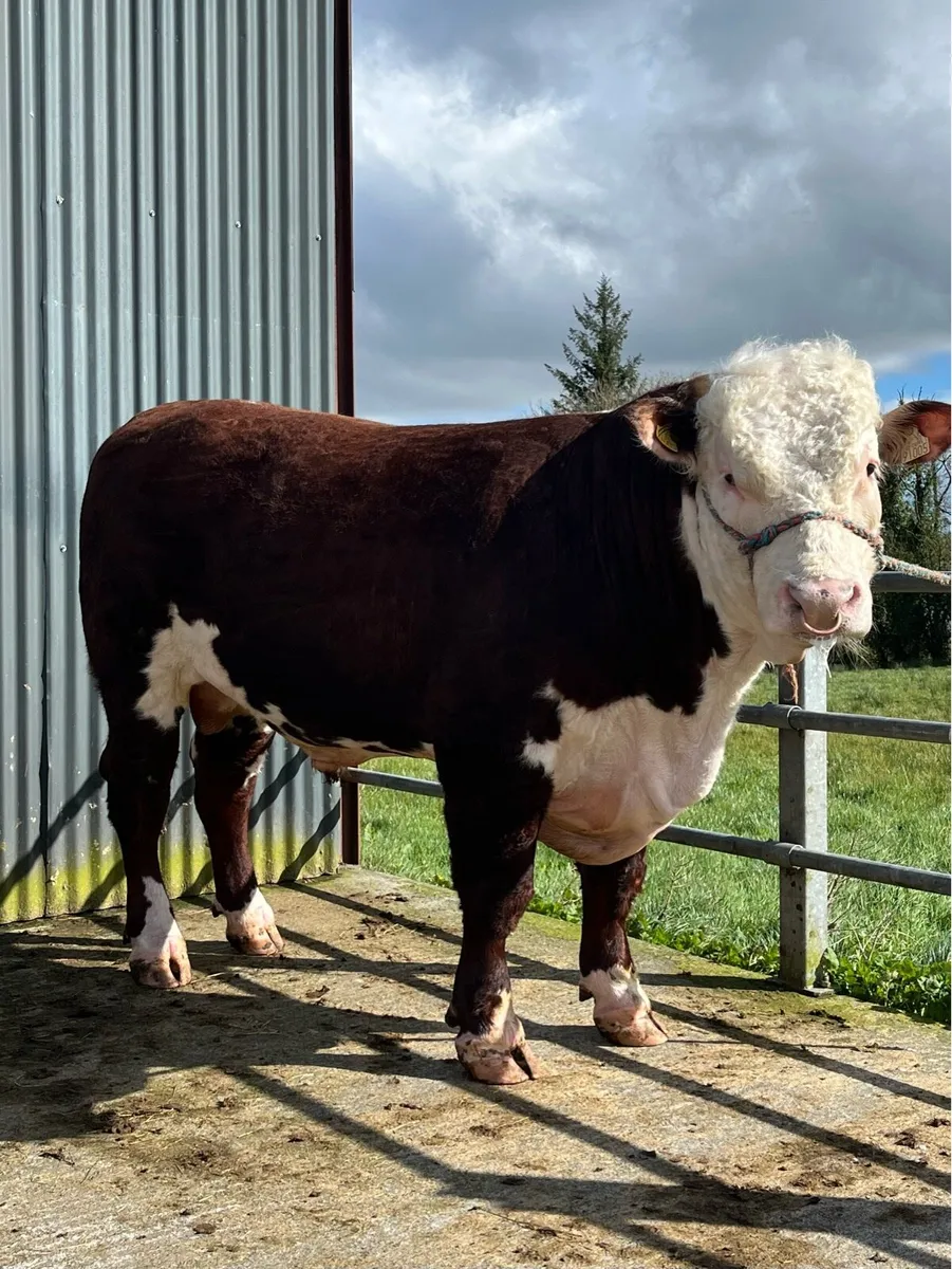 Hereford Bulls - Image 2