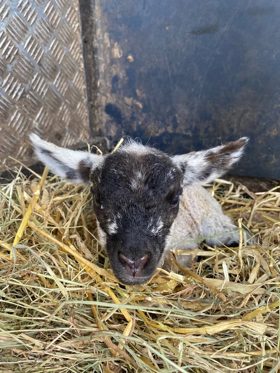 Foster Lamb - Born Yesterday