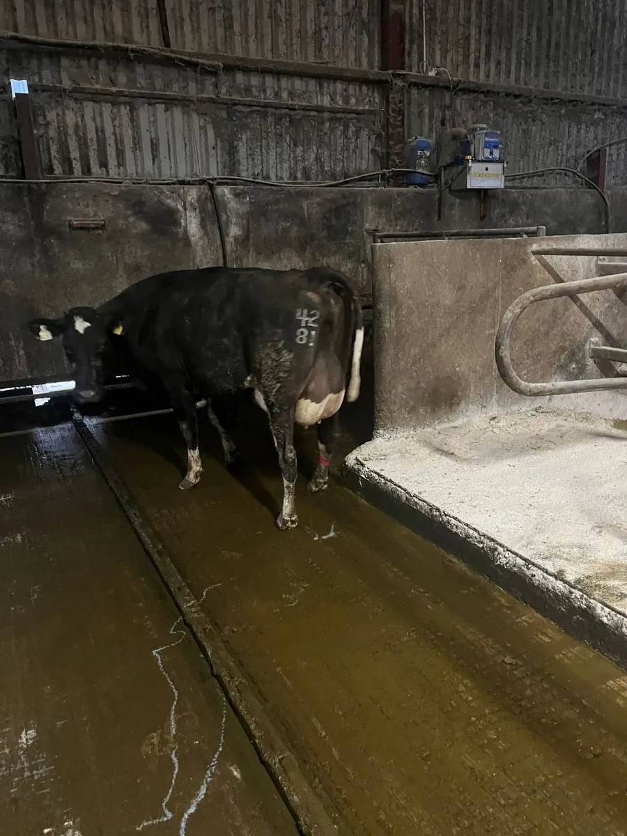 Strong Brisith Friesian Type Cows - Image 1