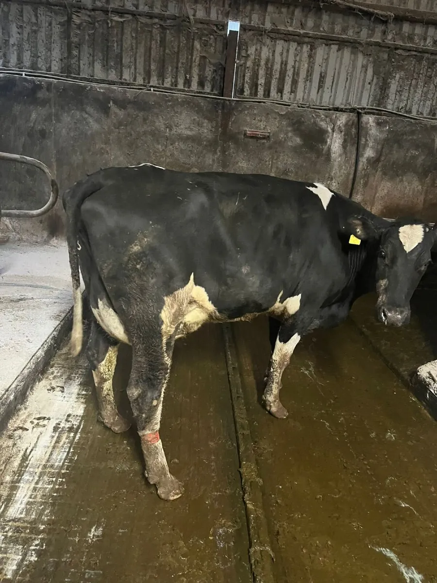 Strong Brisith Friesian Type Cows - Image 4