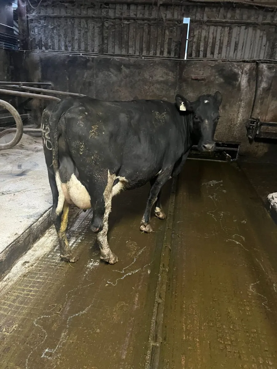 Strong Brisith Friesian Type Cows - Image 2