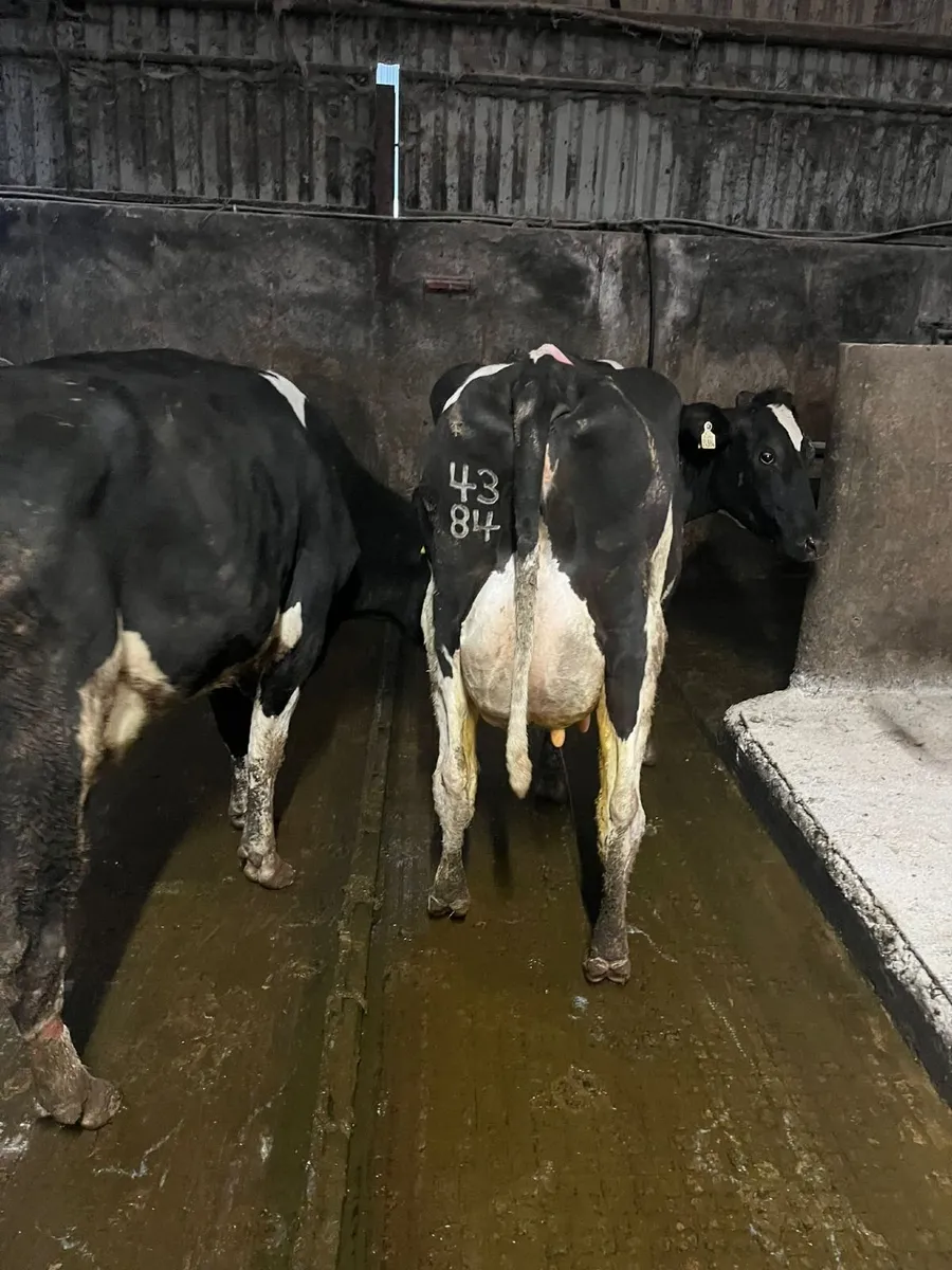 Strong Brisith Friesian Type Cows - Image 3