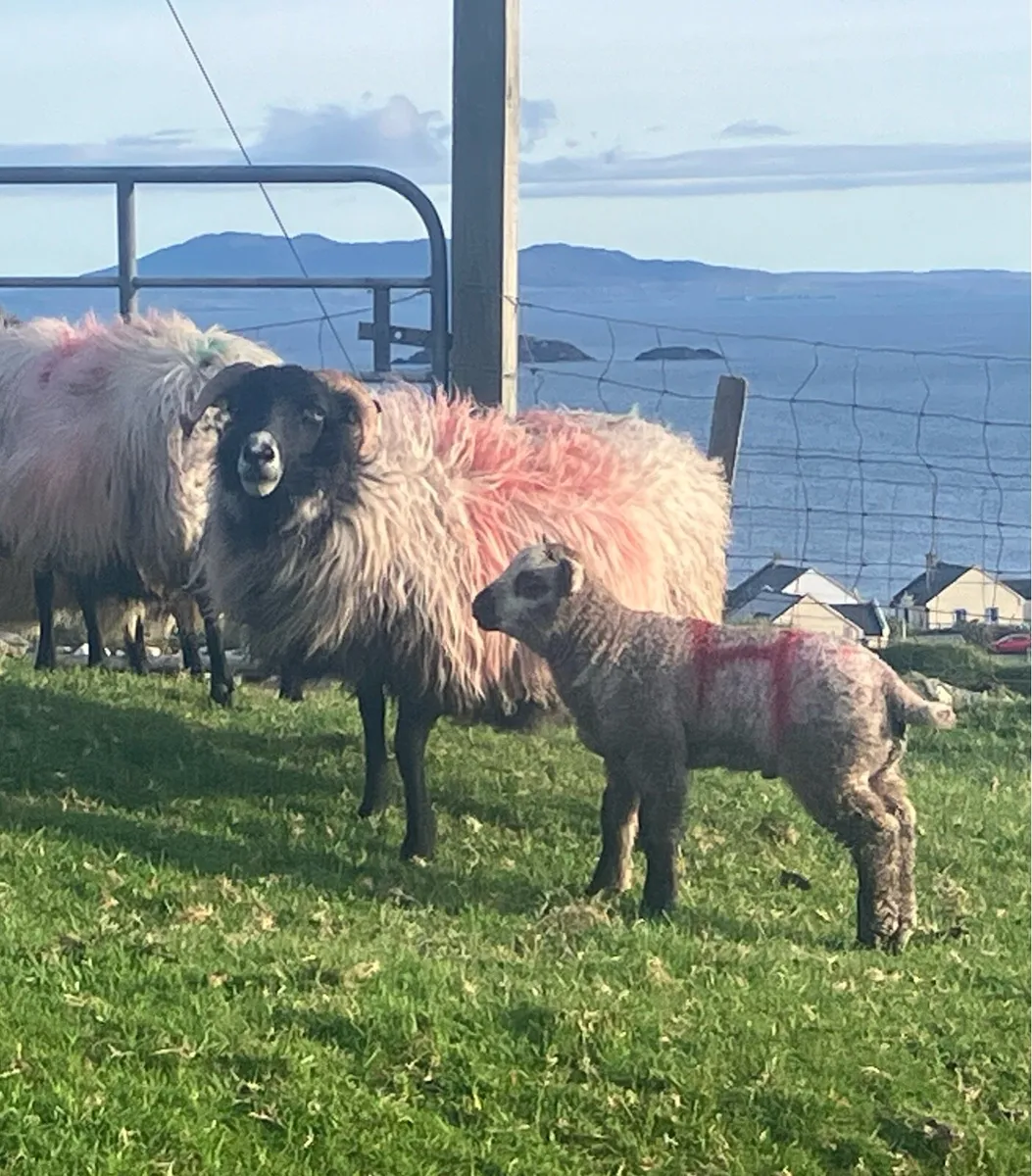 Mayo blackface ewes with lambs at foot - Image 1