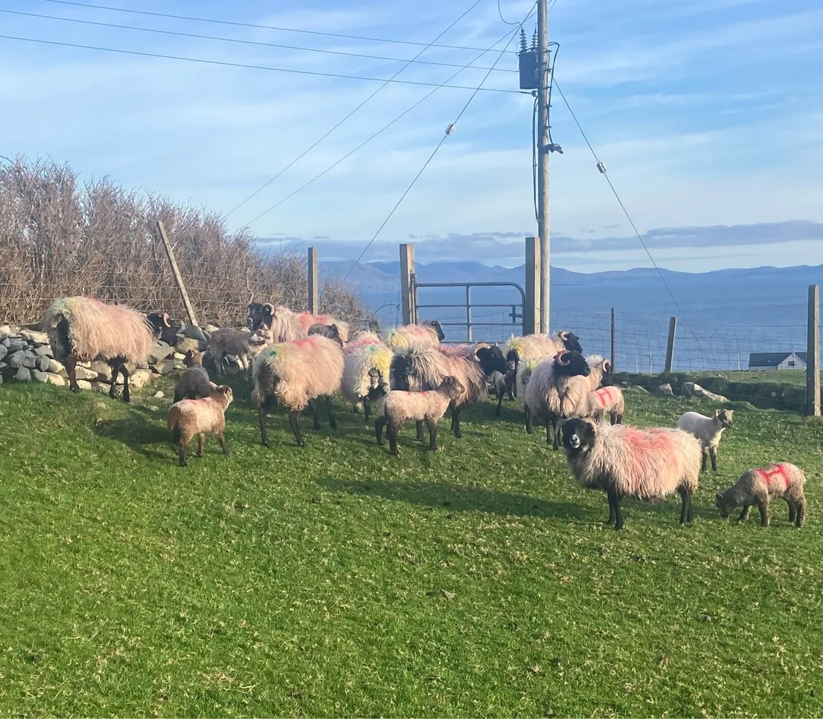 Mayo blackface ewes with lambs at foot - Image 3