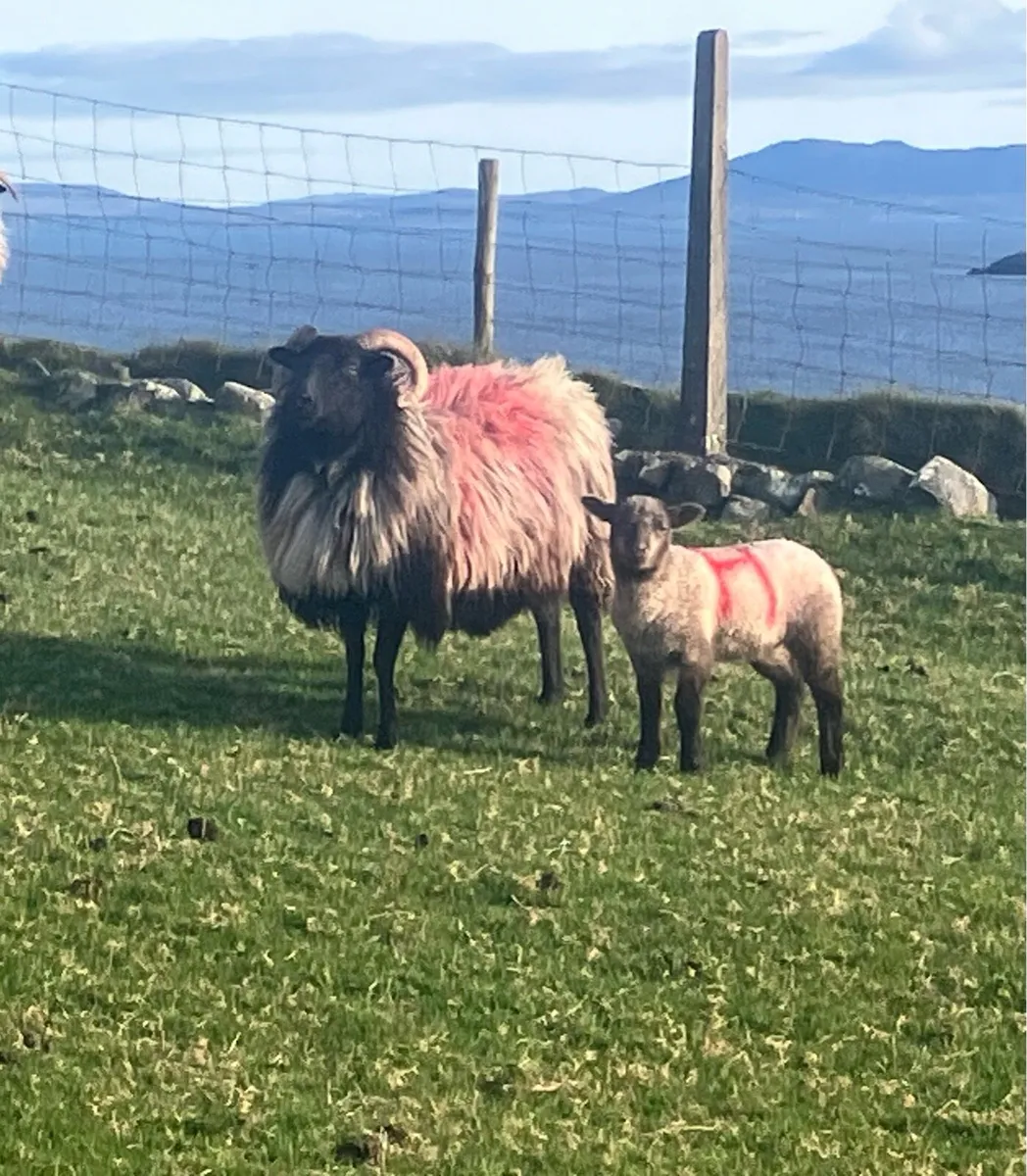 Mayo blackface ewes with lambs at foot - Image 4