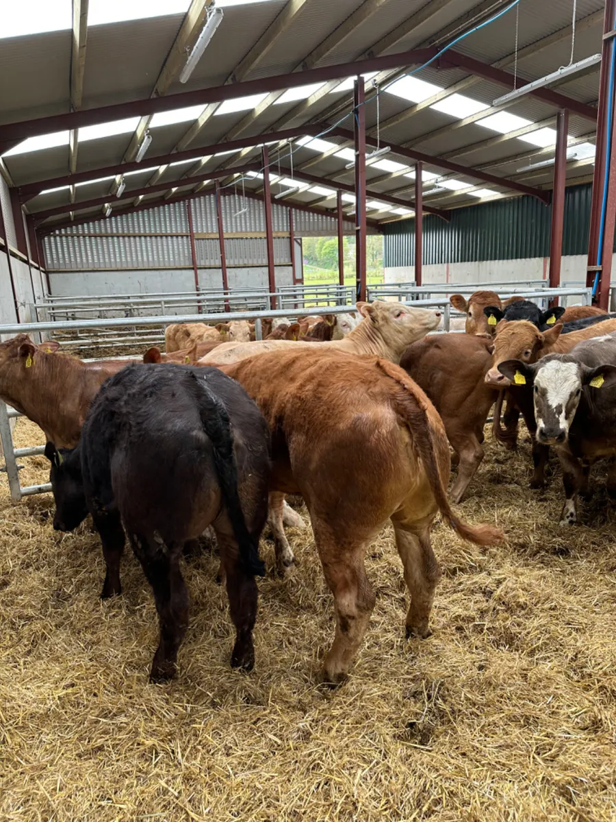 Lim and Charolais heifers - Image 1