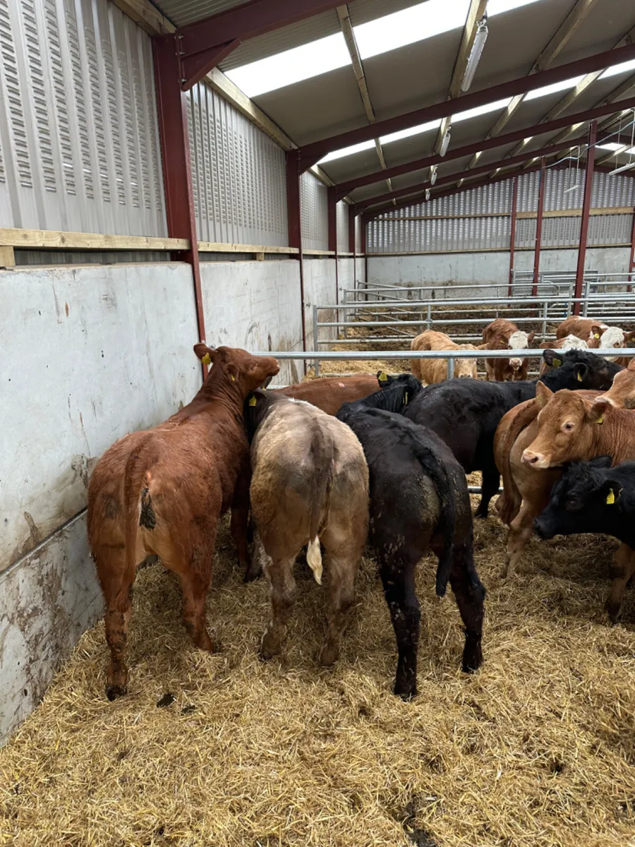 Lim and Charolais heifers - Image 3