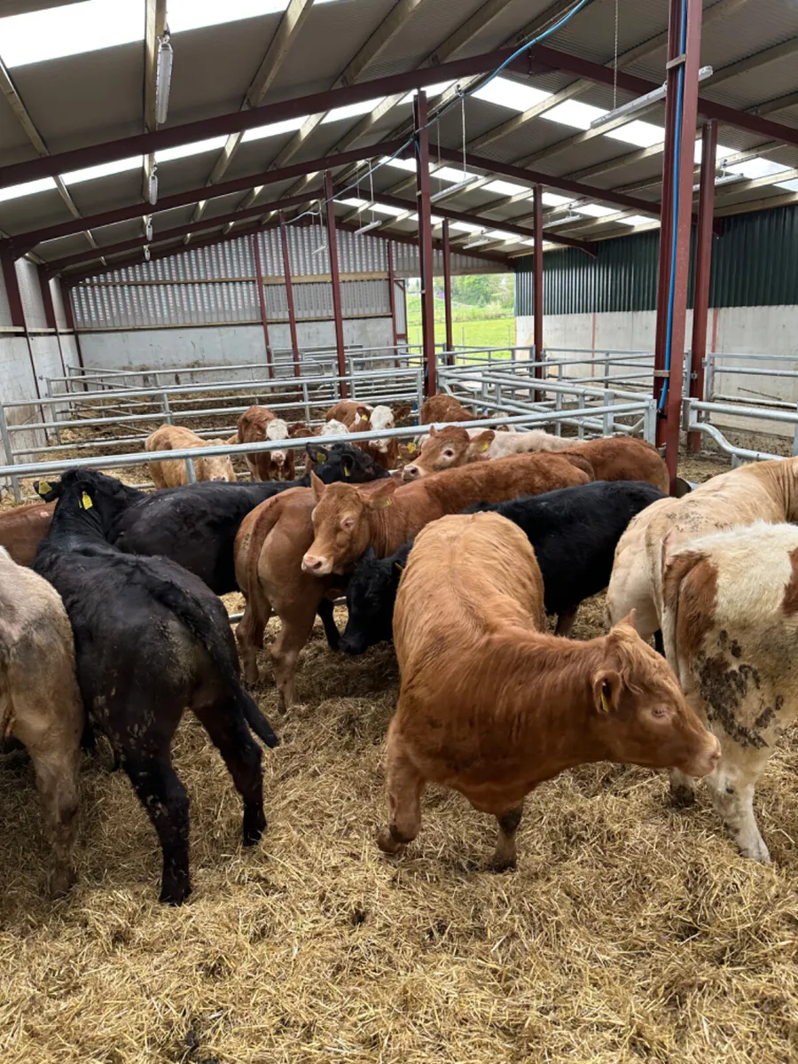 Lim and Charolais heifers - Image 2