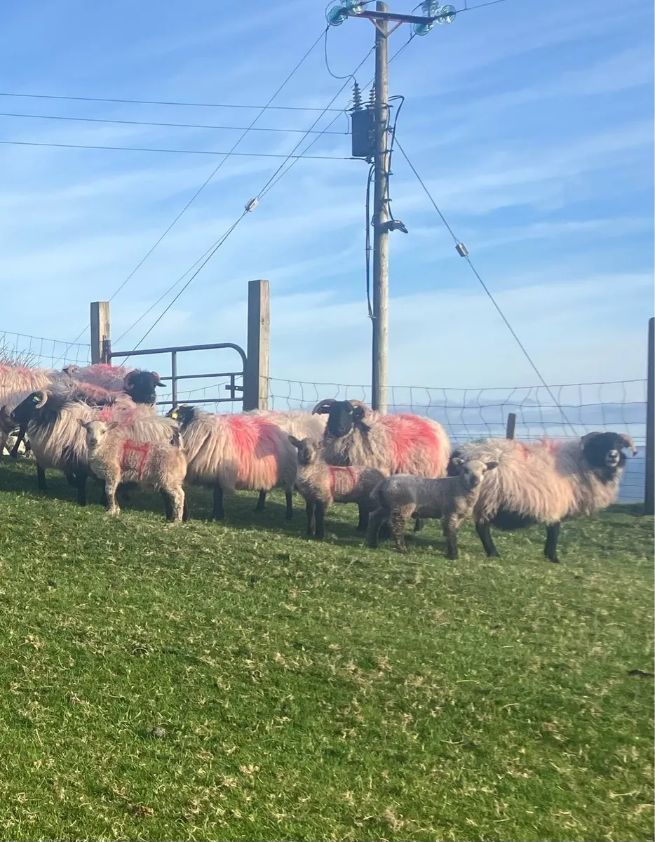 Mayo blackface ewes with lambs at foot - Image 2