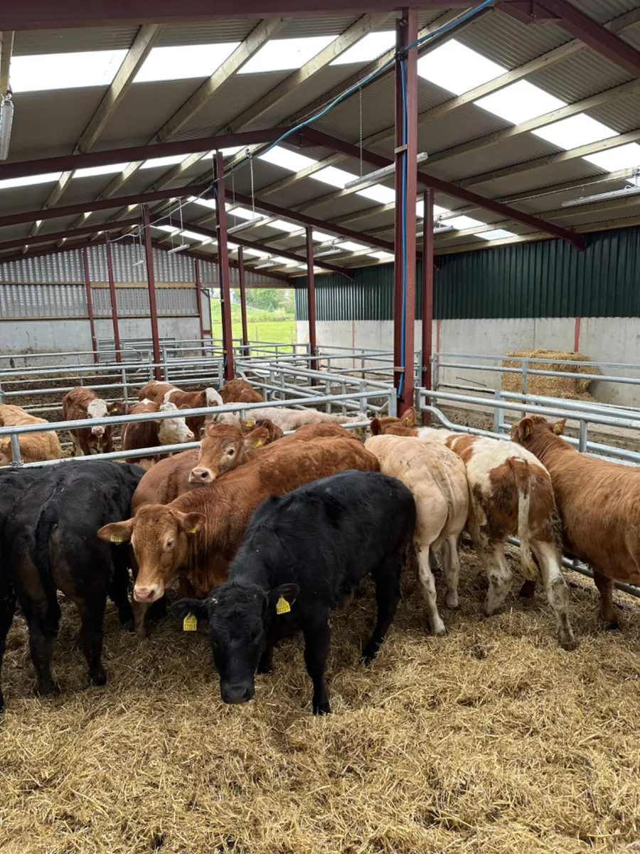 Lim and Charolais heifers - Image 4