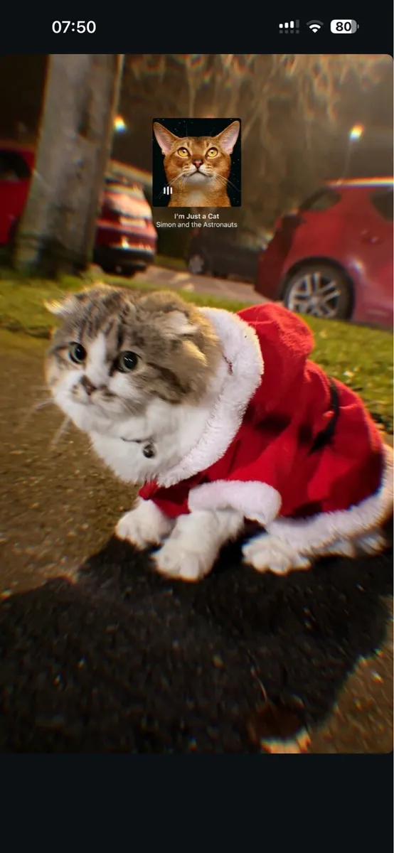 Scottish fold x Munchkin Female cat for sale - Image 1