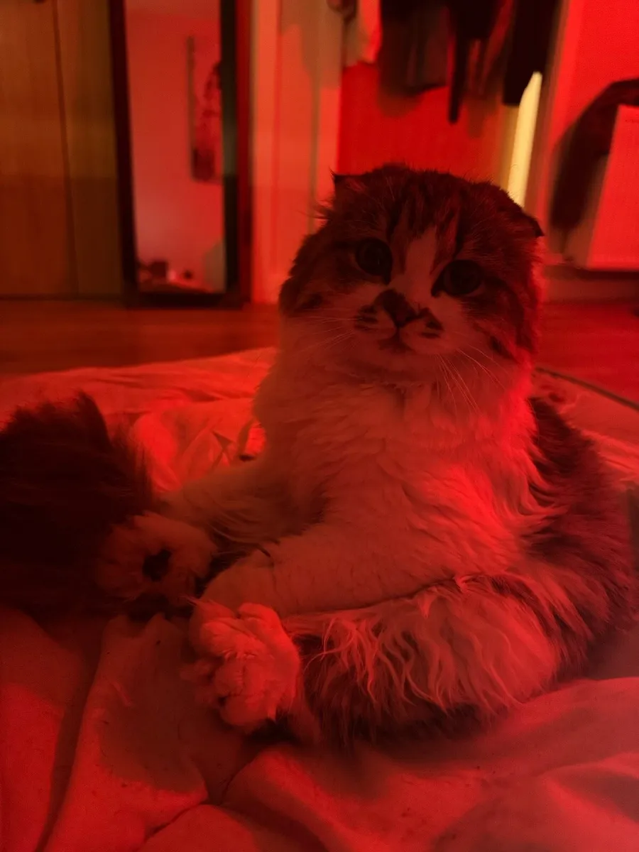 Scottish fold x Munchkin Female cat for sale - Image 2