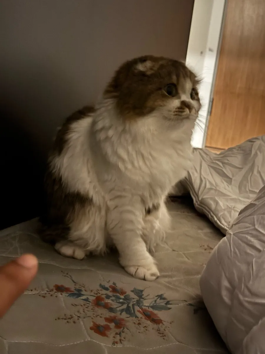 Scottish fold x Munchkin Female cat for sale - Image 3