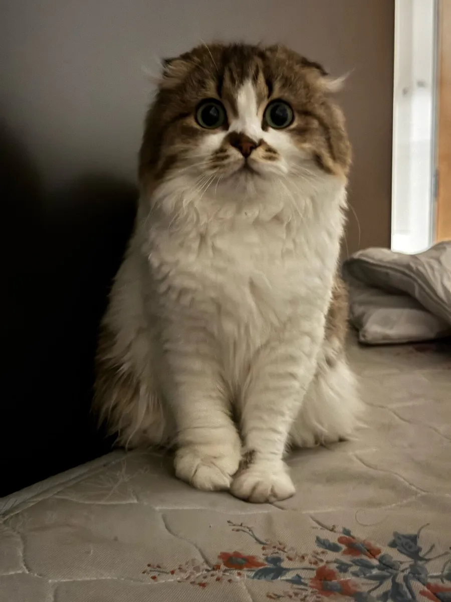 Scottish fold x Munchkin Female cat for sale - Image 4