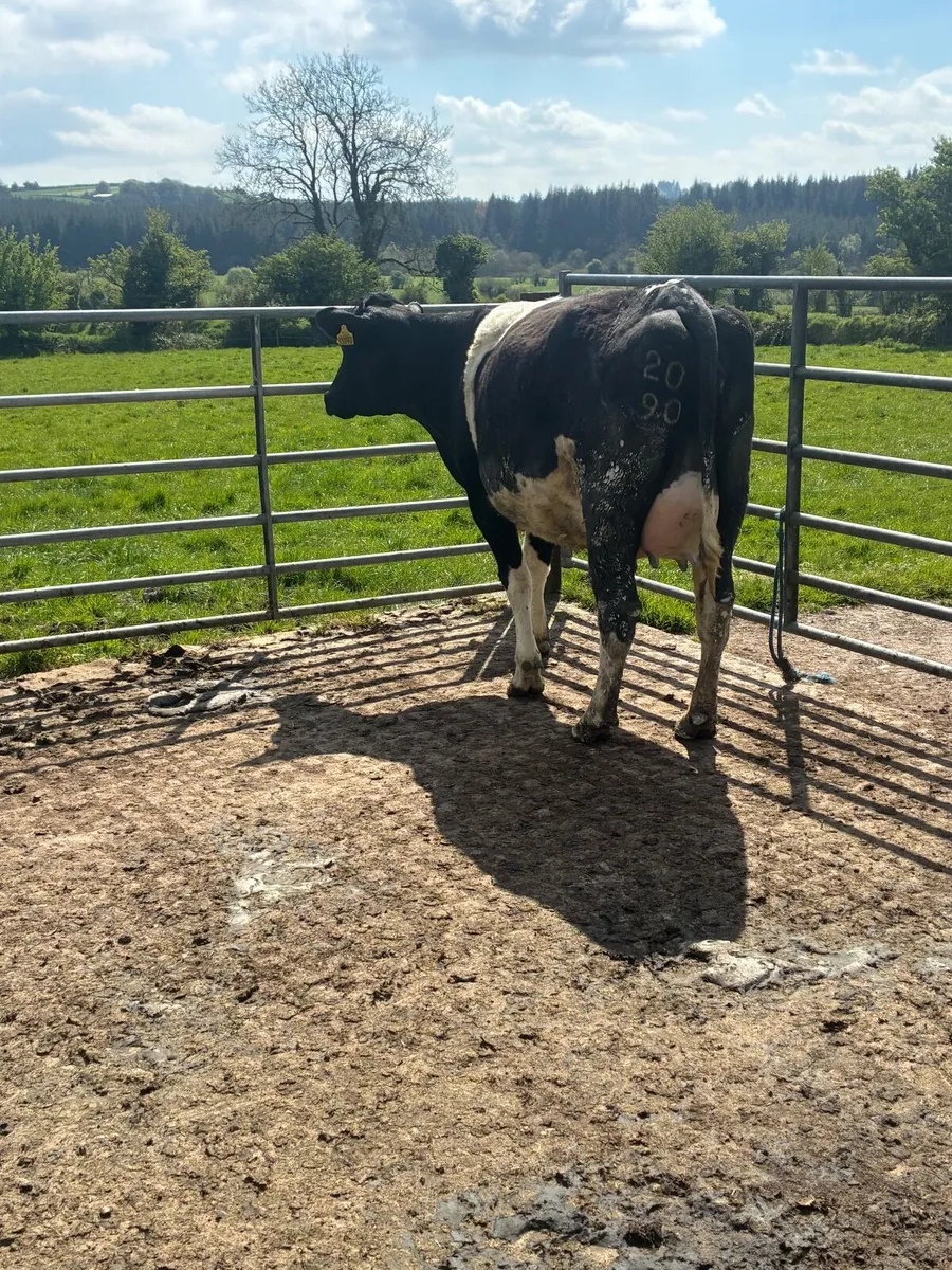 Dairy stock - Image 1