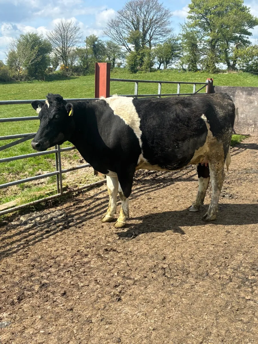 Dairy stock - Image 2