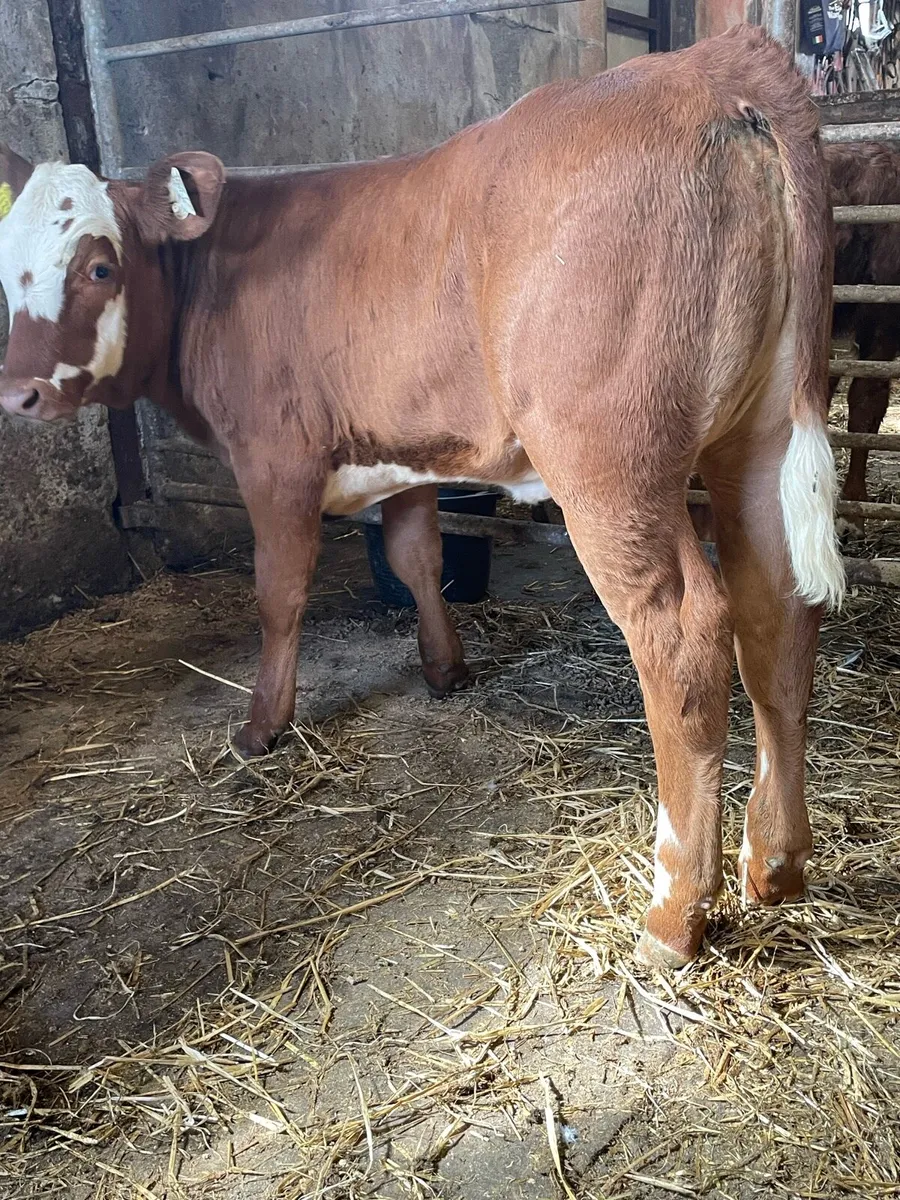 5⭐️ Simmental Heifer Runners - Image 1