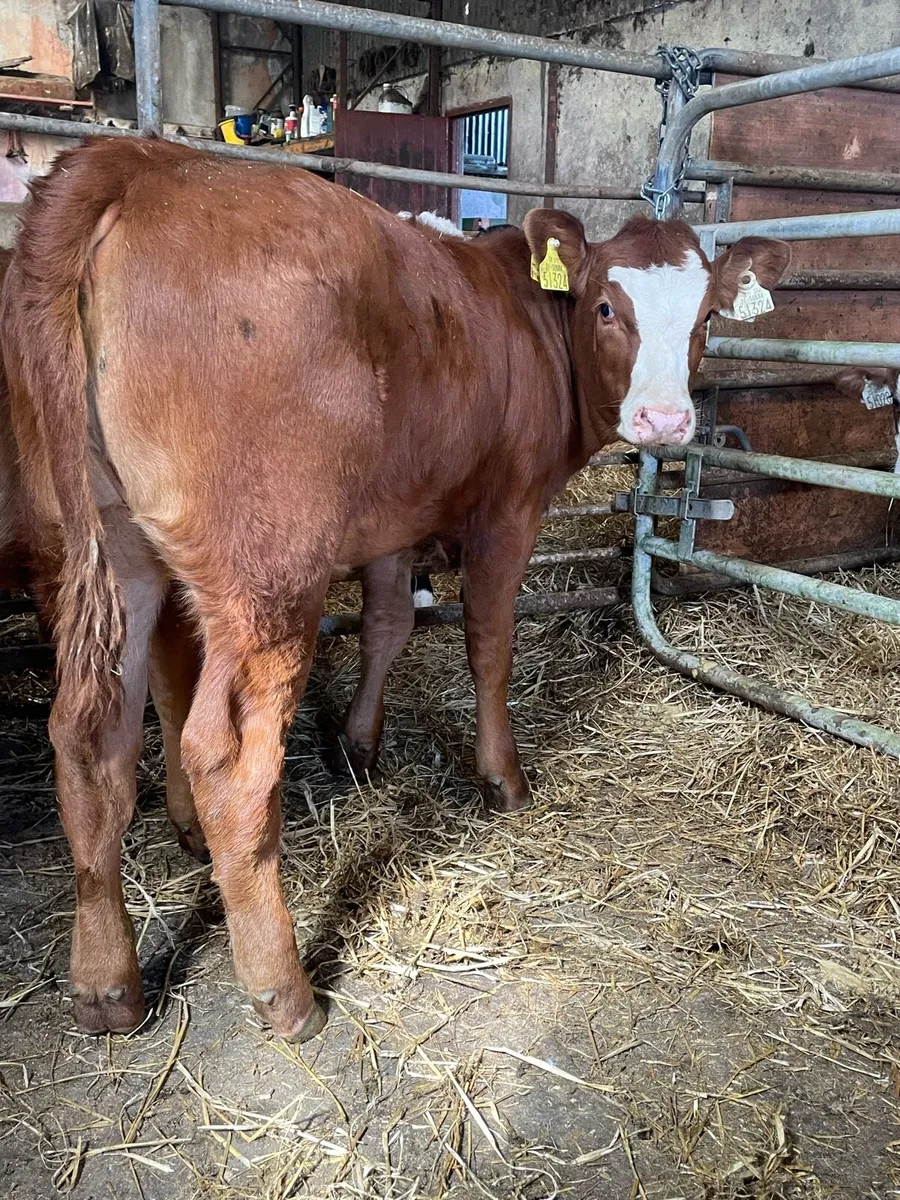 5⭐️ Simmental Heifer Runners - Image 2